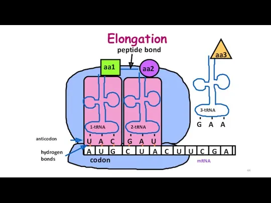 mRNA A U G C U A C U U