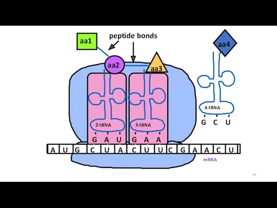 mRNA A U G C U A C U U