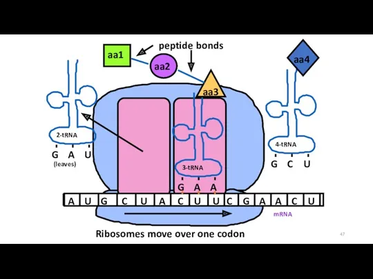 mRNA A U G C U A C U U