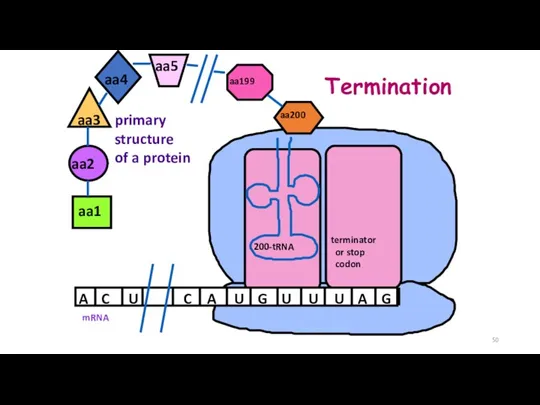 mRNA A C A U G U aa1 aa2 U