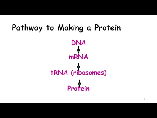 Pathway to Making a Protein DNA mRNA tRNA (ribosomes) Protein