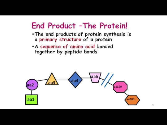 End Product –The Protein! The end products of protein synthesis