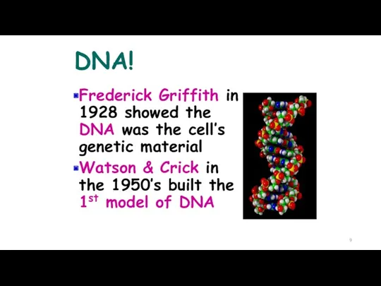 DNA! Frederick Griffith in 1928 showed the DNA was the