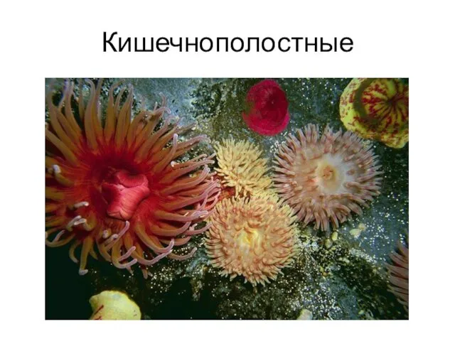 Кишечнополостные