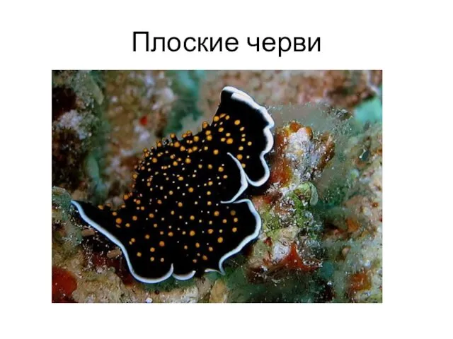 Плоские черви