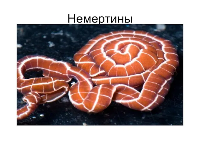 Немертины