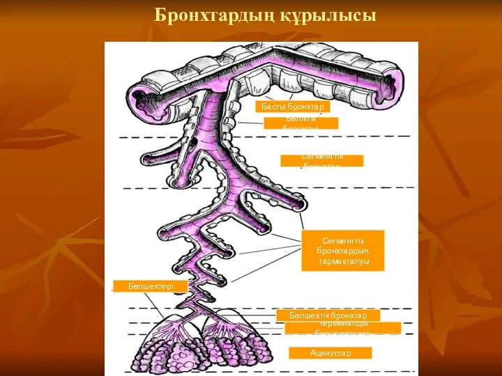 Бронхтардың құрылысы Бөліктік бронхтар Сегменттік бронхтар Сегменттік бронхтардың тармақталуы Терминалды