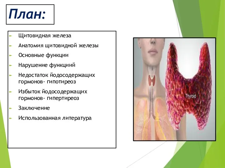 План: Щитовидная железа Анатомия щитовидной железы Основные функции Нарушение функциий