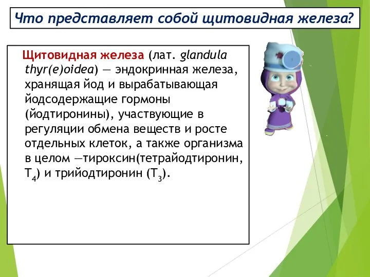 Что представляет собой щитовидная железа? Щитовидная железа (лат. glandula thyr(e)oidea)