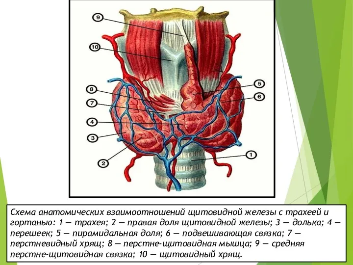 Схема анатомических взаимоотношений щитовидной железы с трахеей и гортанью: 1