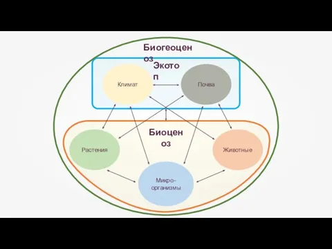 Климат Почва Растения Животные Микро-организмы Биогеоценоз Экотоп Биоценоз