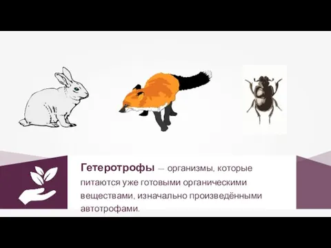 Гетеротрофы — организмы, которые питаются уже готовыми органическими веществами, изначально произведёнными автотрофами.