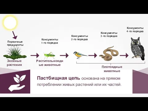 Пастбищная цепь основана на прямом потреблении живых растений или их