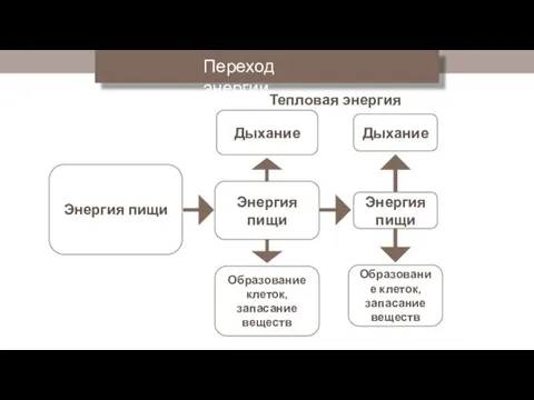 Энергия пищи Энергия пищи Дыхание Энергия пищи Дыхание Образование клеток,