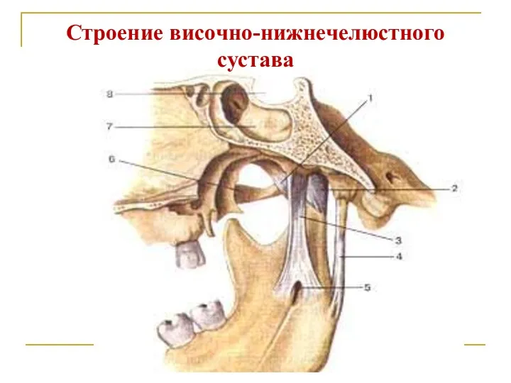 Строение височно-нижнечелюстного сустава