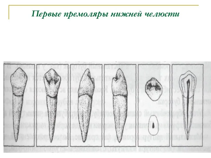 Первые премоляры нижней челюсти