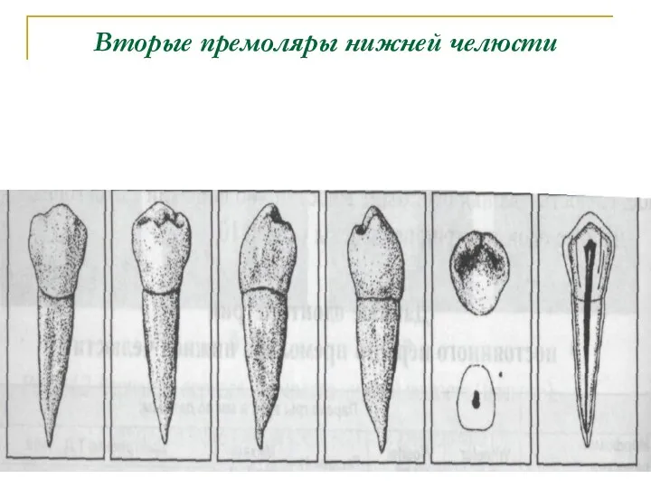 Вторые премоляры нижней челюсти