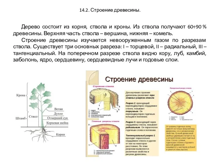 14.2. Строение древесины. Дерево состоит из корня, ствола и кроны.