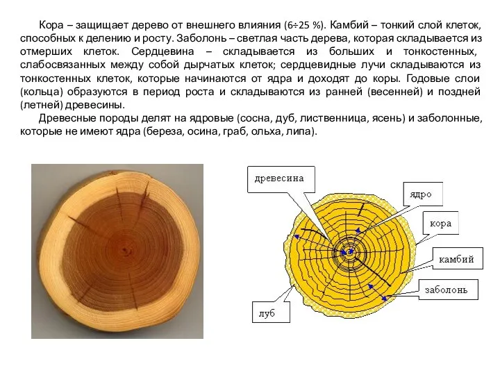 Кора – защищает дерево от внешнего влияния (6÷25 %). Камбий