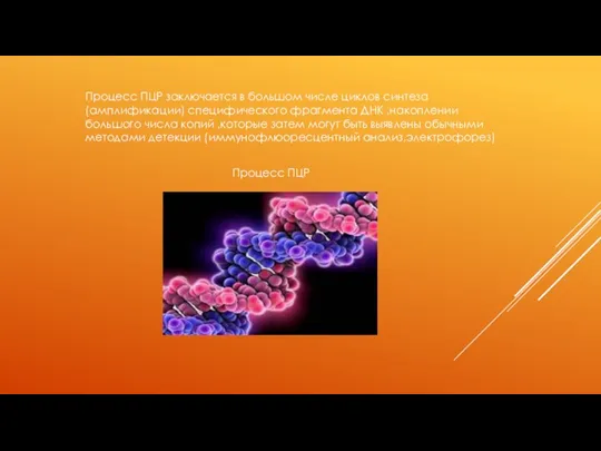 Процесс ПЦР заключается в большом числе циклов синтеза (амплификации) специфического