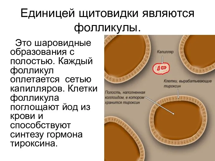 Единицей щитовидки являются фолликулы. Это шаровидные образования с полостью. Каждый