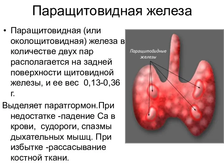 Паращитовидная железа Паращитовидная (или околощитовидная) железа в количестве двух пар