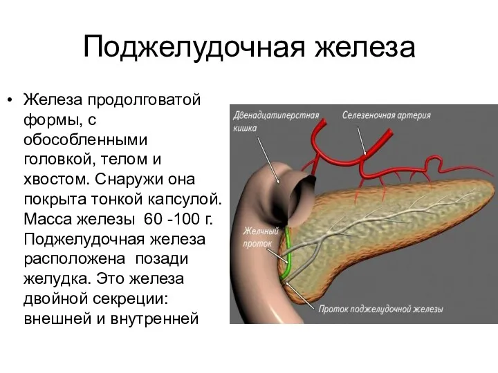 Поджелудочная железа Железа продолговатой формы, с обособленными головкой, телом и