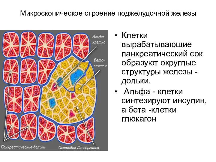 Микроскопическое строение поджелудочной железы Клетки вырабатывающие панкреатический сок образуют округлые