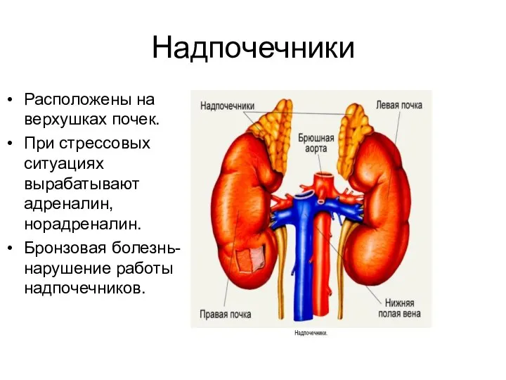 Надпочечники Расположены на верхушках почек. При стрессовых ситуациях вырабатывают адреналин, норадреналин. Бронзовая болезнь-нарушение работы надпочечников.