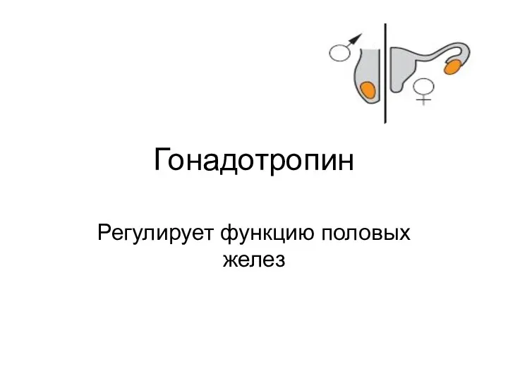 Гонадотропин Регулирует функцию половых желез