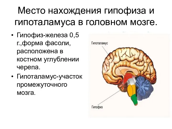 Место нахождения гипофиза и гипоталамуса в головном мозге. Гипофиз-железа 0,5г.,форма