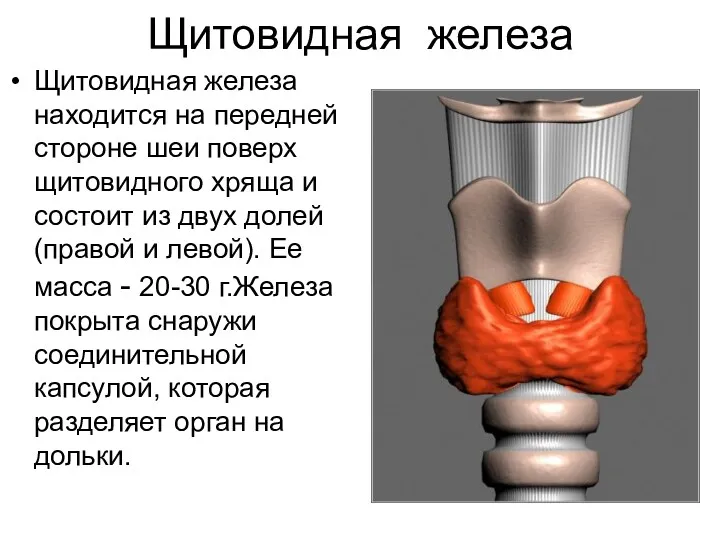 Щитовидная железа Щитовидная железа находится на передней стороне шеи поверх