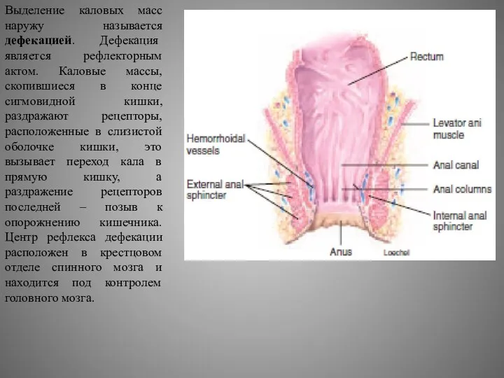 Выделение каловых масс наружу называется дефекацией. Дефекация является рефлекторным актом. Каловые массы, скопившиеся
