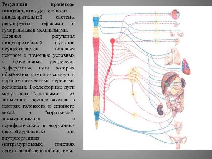 Регуляция процессов пищеварения. Деятельность пищеварительной системы регулируется нервными и гуморальными