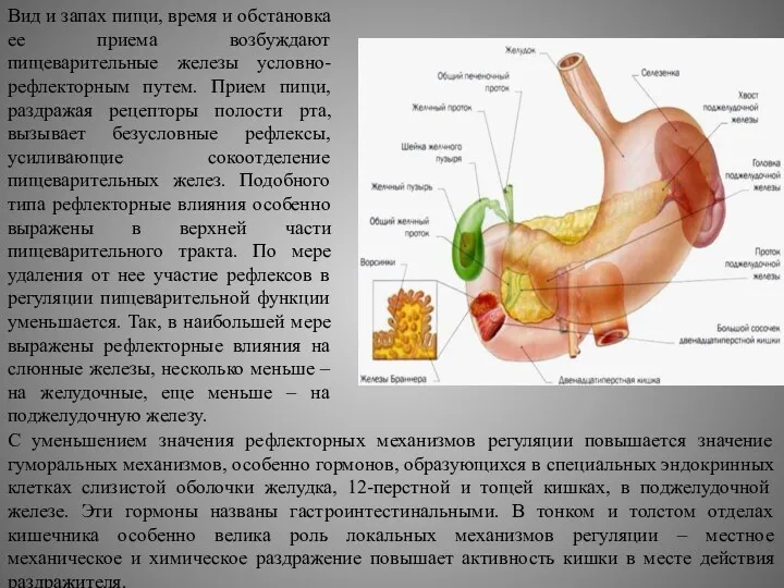 Вид и запах пищи, время и обстановка ее приема возбуждают