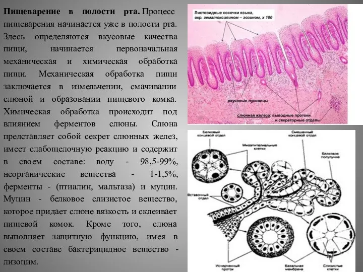 Пищеварение в полости рта. Процесс пищеварения начинается уже в полости рта. Здесь определяются