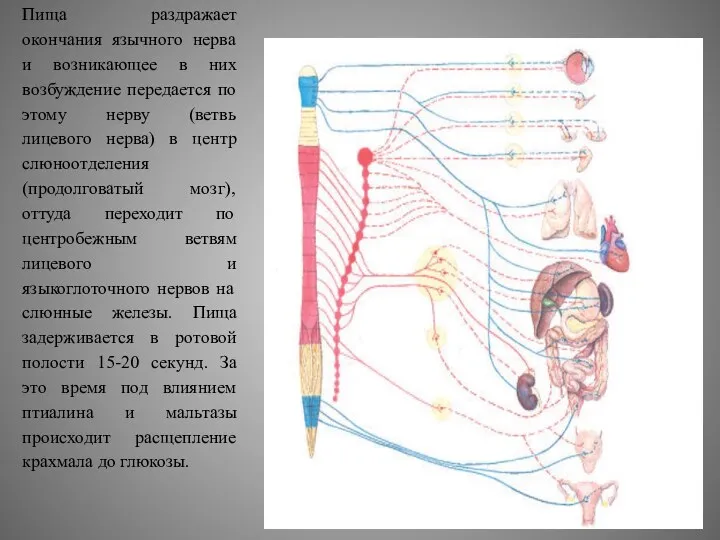 Пища раздражает окончания язычного нерва и возникающее в них возбуждение передается по этому