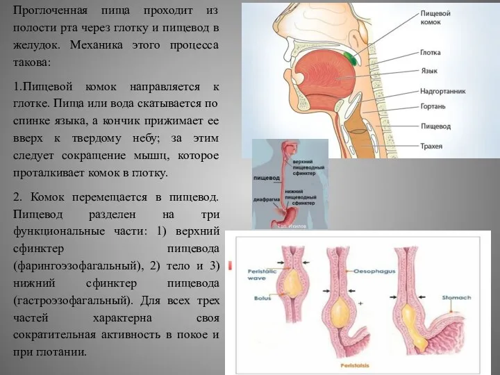 Проглоченная пища проходит из полости рта через глотку и пищевод в желудок. Механика