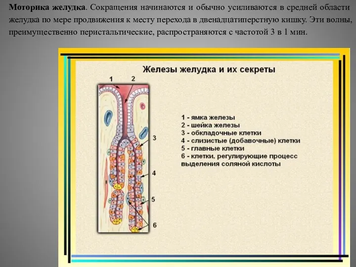 Моторика желудка. Сокращения начинаются и обычно усиливаются в средней области желудка по мере