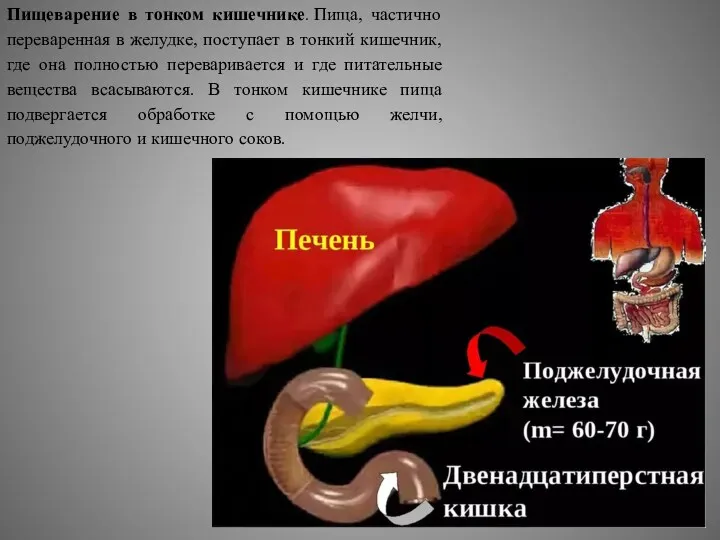 Пищеварение в тонком кишечнике. Пища, частично переваренная в желудке, поступает