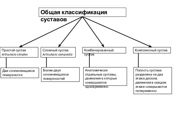 Общая классификация суставов Простой сустав Articulacio simplex Сложный сустав Articulacio