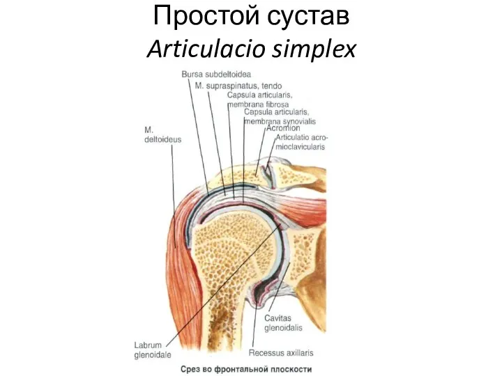 Простой сустав Articulacio simplex