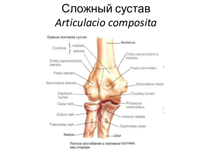 Сложный сустав Articulacio composita