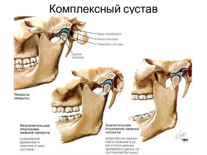 Комплексный сустав