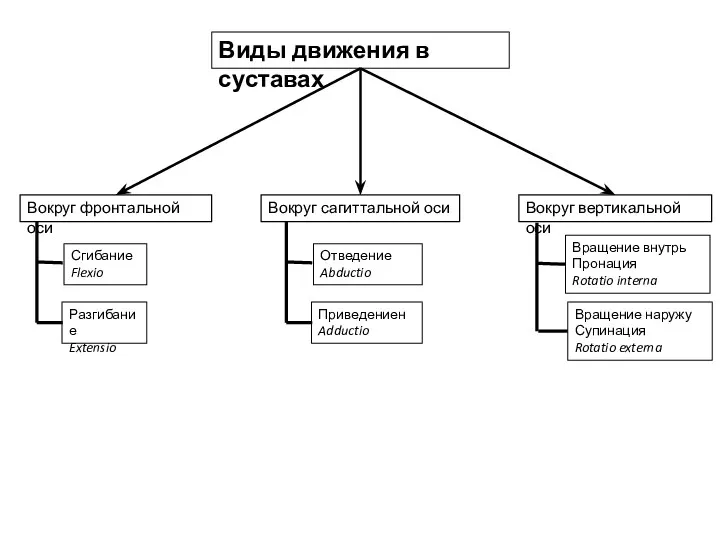 Виды движения в суставах Вокруг фронтальной оси Вокруг сагиттальной оси