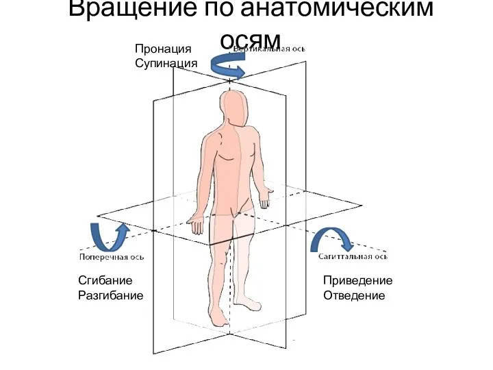 Вращение по анатомическим осям Сгибание Разгибание Приведение Отведение Пронация Супинация