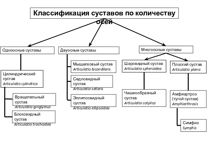 Классификация суставов по количеству осей Одноосные суставы Двуосные суставы Цилиндрический