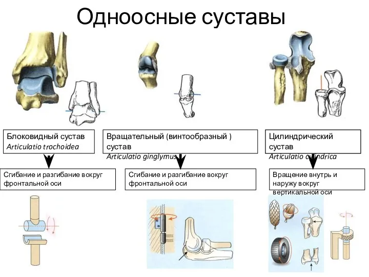 Одноосные суставы Цилиндрический сустав Articulatio cylindrica Блоковидный сустав Articulatio trochoidea