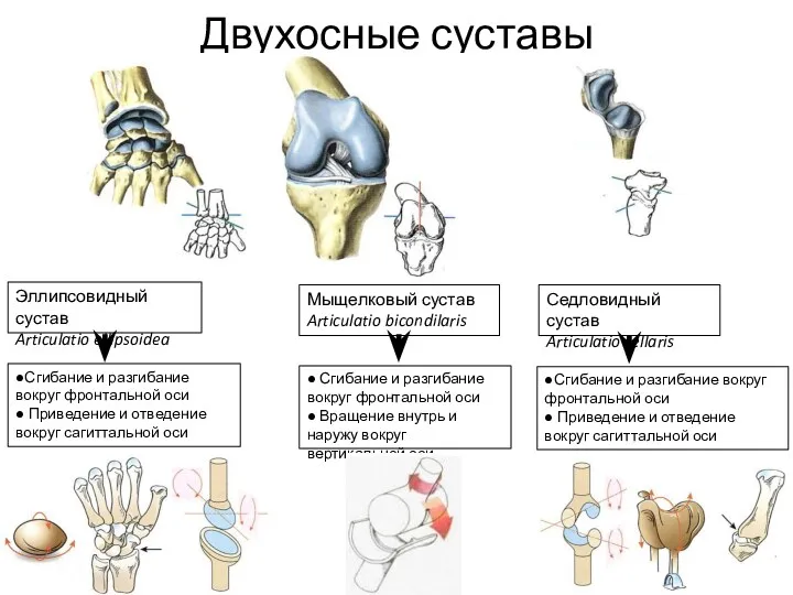 Двухосные суставы Мыщелковый сустав Articulatio bicondilaris Седловидный сустав Articulatio sellaris