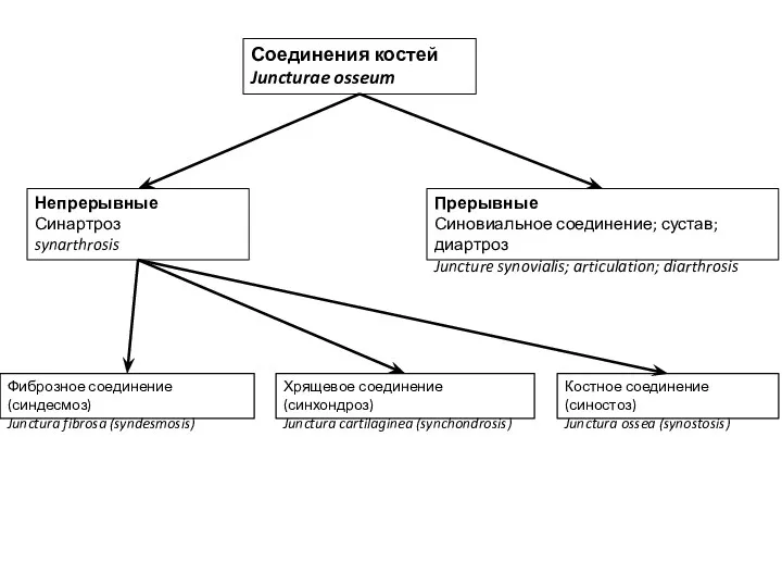 Соединения костей Juncturae osseum Прерывные Синовиальное соединение; сустав; диартроз Juncture